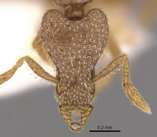 Strumigenys morphica specimen CASENT0900768 image casent0900768_2