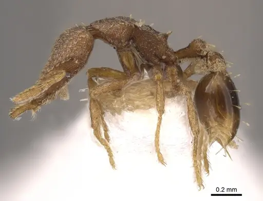 Strumigenys morphica specimen CASENT0900768 image casent0900768_3