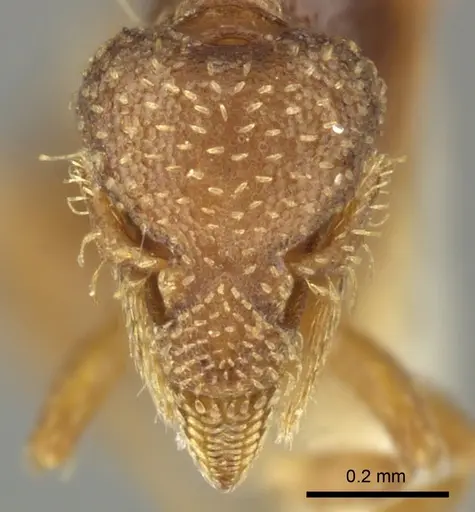 Strumigenys mumfordi specimen CASENT0249105 image casent0249105_2