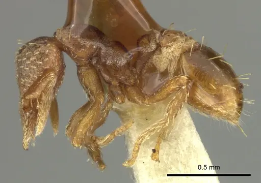 Strumigenys mumfordi specimen CASENT0249105 image casent0249105_3