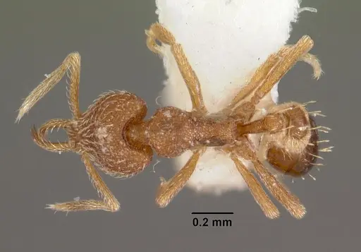 Strumigenys murshila specimen CASENT0102568 image casent0102568_1