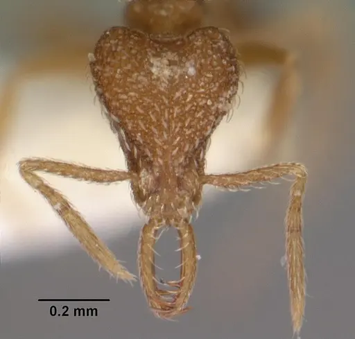 Strumigenys murshila specimen CASENT0102568 image casent0102568_2