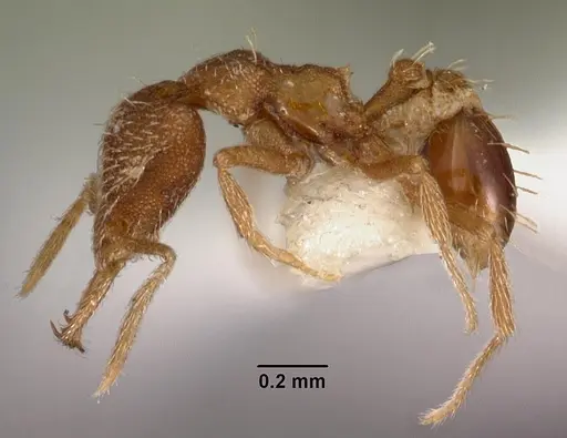 Strumigenys murshila specimen CASENT0102568 image casent0102568_3