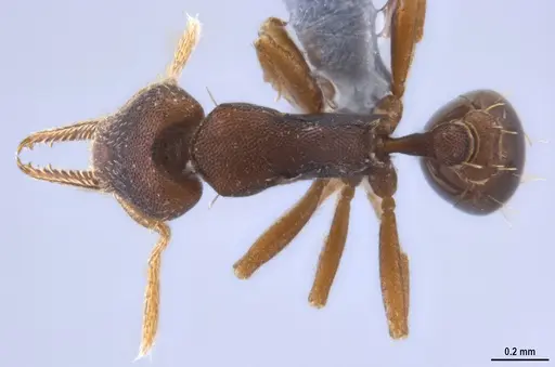 Strumigenys myllorhapha specimen ANTWEB1053262 image antweb1053262_1