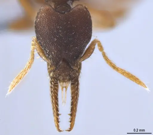 Strumigenys myllorhapha specimen ANTWEB1053262 image antweb1053262_3