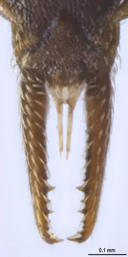 Strumigenys myllorhapha specimen ANTWEB1053262 image antweb1053262_4