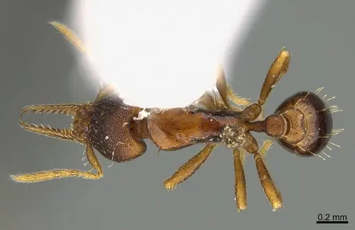 Strumigenys myllorhapha specimen CASENT0217924 image casent0217924_1