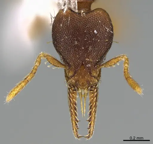 Strumigenys myllorhapha specimen CASENT0217924 image casent0217924_2