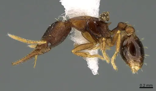 Strumigenys myllorhapha specimen CASENT0217924 image casent0217924_3