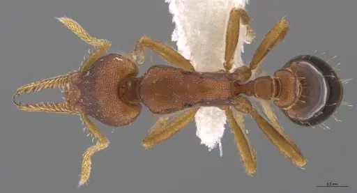 Strumigenys myllorhapha specimen CASENT0610824 image casent0610824_1