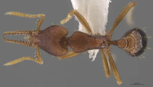 Strumigenys myllorhapha specimen CASENT0623872 image casent0623872_1