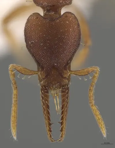Strumigenys myllorhapha specimen CASENT0623872 image casent0623872_2