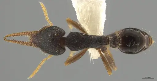 Strumigenys myllorhapha specimen CASENT0637213 image casent0637213_1