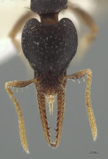 Strumigenys myllorhapha specimen CASENT0637213 image casent0637213_3