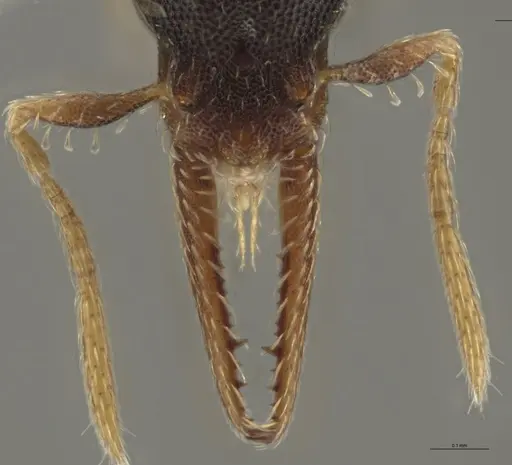 Strumigenys myllorhapha specimen CASENT0637213 image casent0637213_4
