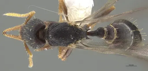 Strumigenys myllorhapha specimen CASENT0637215 image casent0637215_1