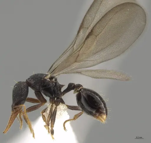 Strumigenys myllorhapha specimen CASENT0637215 image casent0637215_4
