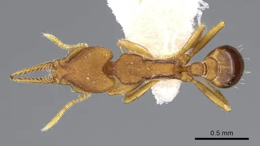 Strumigenys myllorhapha specimen CASENT0914603 image casent0914603_1