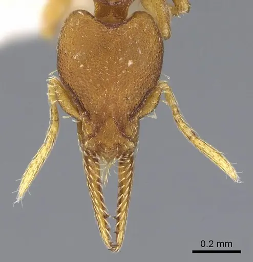 Strumigenys myllorhapha specimen CASENT0914603 image casent0914603_2