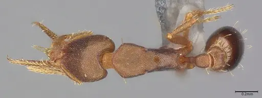 Strumigenys myllorhapha specimen CASENT4036119 image casent4036119_1
