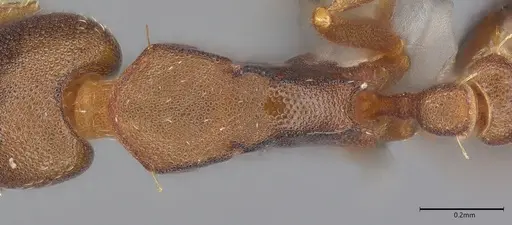 Strumigenys myllorhapha specimen CASENT4036119 image casent4036119_2