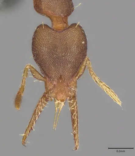 Strumigenys myllorhapha specimen CASENT4036119 image casent4036119_3