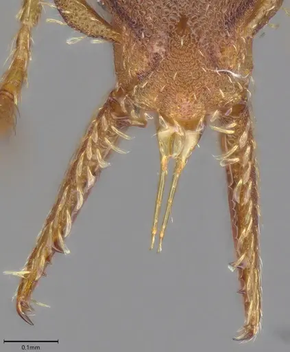 Strumigenys myllorhapha specimen CASENT4036119 image casent4036119_4
