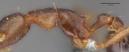 Strumigenys myllorhapha specimen CASENT4036119 image casent4036119_6
