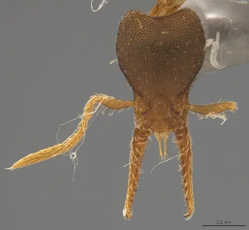Strumigenys myllorhapha specimen CASENT4036120 image casent4036120_1