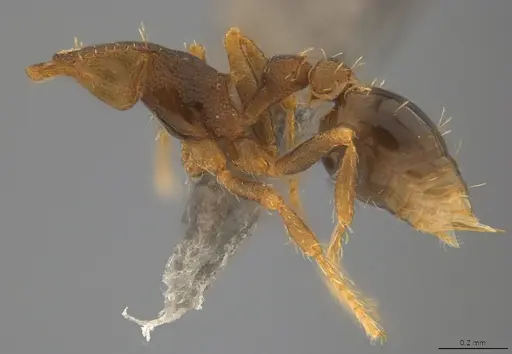 Strumigenys myllorhapha specimen CASENT4036120 image casent4036120_2