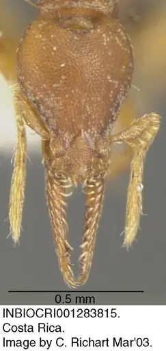 Strumigenys myllorhapha specimen INBIOCRI001283815 image inbiocri001283815_1