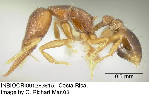 Strumigenys myllorhapha specimen INBIOCRI001283815 image inbiocri001283815_2
