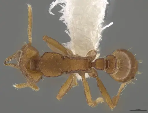 Strumigenys myllorhapha specimen JTLC000014468 image jtlc000014468_1
