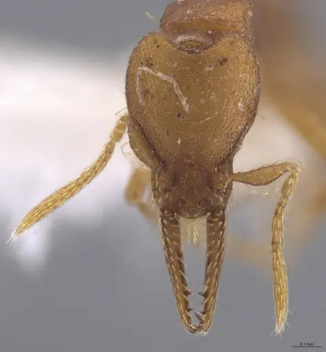 Strumigenys myllorhapha specimen JTLC000014468 image jtlc000014468_2