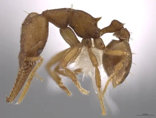 Strumigenys myllorhapha specimen JTLC000014468 image jtlc000014468_3