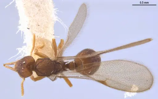 Strumigenys myllorhapha specimen MZSPHYM0140157 image mzsphym0140157_1