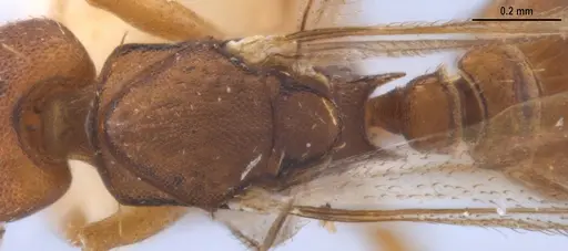 Strumigenys myllorhapha specimen MZSPHYM0140157 image mzsphym0140157_2