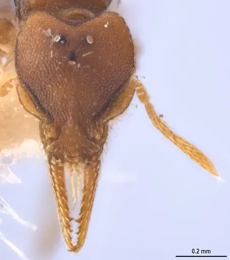 Strumigenys myllorhapha specimen MZSPHYM0140157 image mzsphym0140157_3