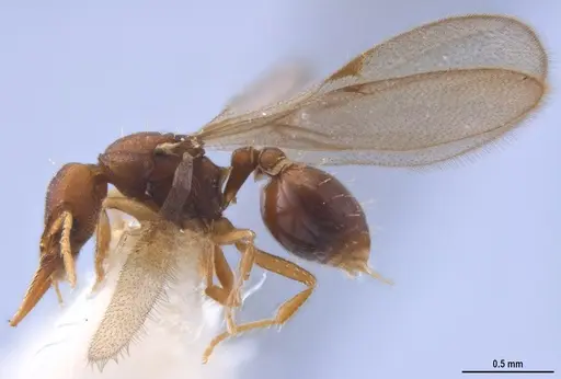 Strumigenys myllorhapha specimen MZSPHYM0140157 image mzsphym0140157_4