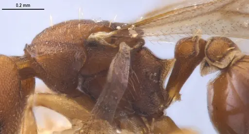 Strumigenys myllorhapha specimen MZSPHYM0140157 image mzsphym0140157_5