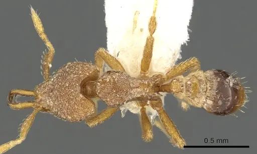 Strumigenys naberia specimen CASENT0900883 image casent0900883_1