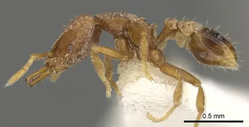 Strumigenys naberia specimen CASENT0900883 image casent0900883_3