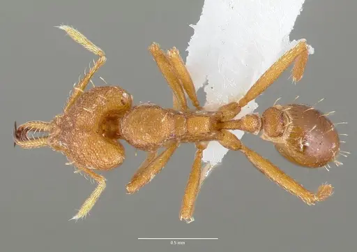 Strumigenys nambao specimen CASENT0005609 image casent0005609_1