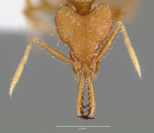 Strumigenys nambao specimen CASENT0005609 image casent0005609_2