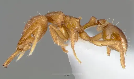 Strumigenys nambao specimen CASENT0005609 image casent0005609_3