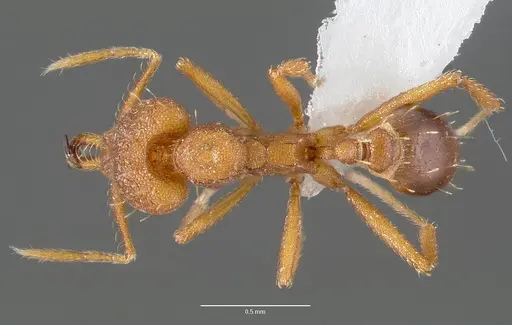 Strumigenys nambao specimen CASENT0005610 image casent0005610_1