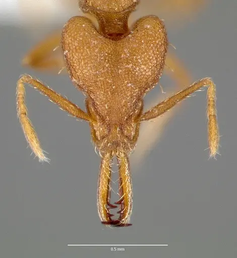 Strumigenys nambao specimen CASENT0005610 image casent0005610_2