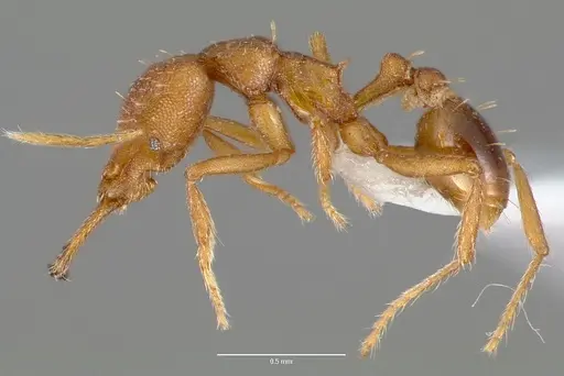 Strumigenys nambao specimen CASENT0005610 image casent0005610_3