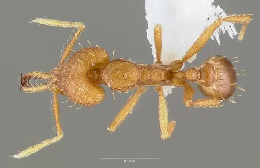 Strumigenys nambao specimen CASENT0005611 image casent0005611_1