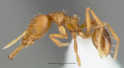 Strumigenys nambao specimen CASENT0005611 image casent0005611_3